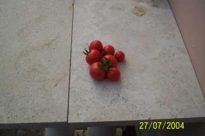 トマト6